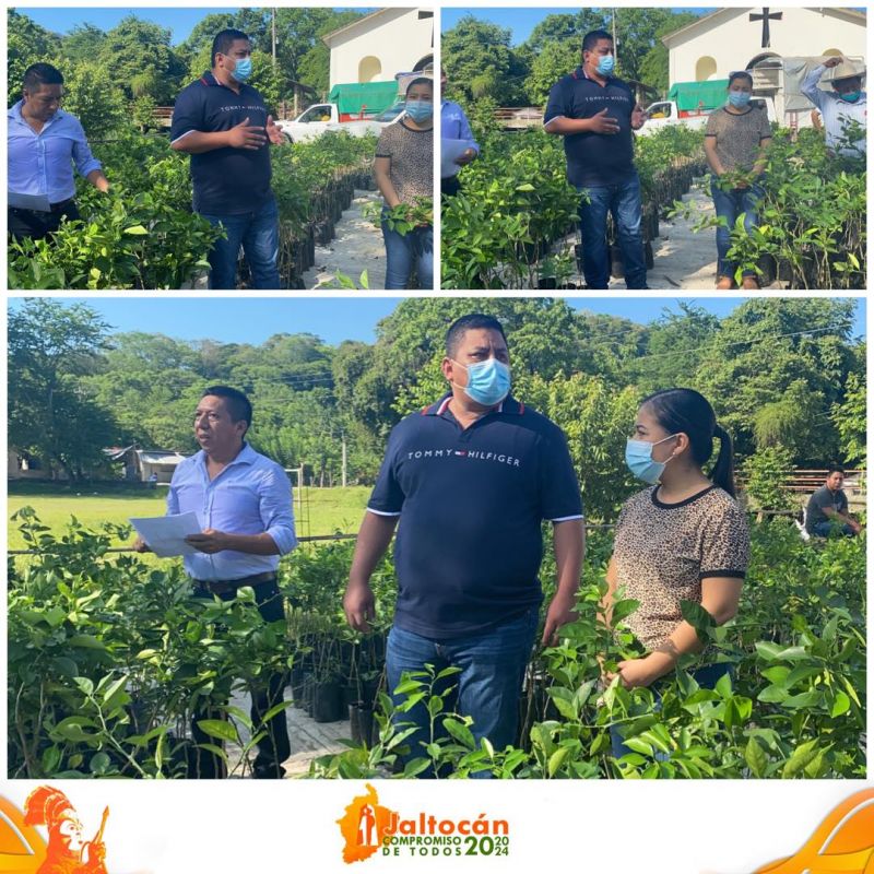 ENTREGA DE PLANTAS CÍTRICAS